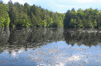 The trees in the reflection are not in color