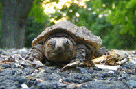 Baby Snapping Turtle