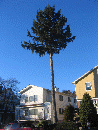 A nicely trimmed tree