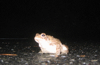 A toad in the driveway